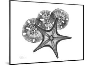 Starfish and Sand Dollar-Albert Koetsier-Mounted Premium Giclee Print