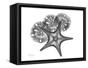 Starfish and Sand Dollar-Albert Koetsier-Framed Stretched Canvas