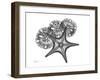 Starfish and Sand Dollar-Albert Koetsier-Framed Art Print