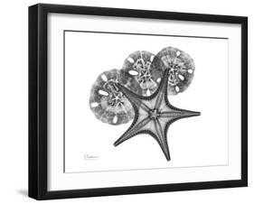 Starfish and Sand Dollar-Albert Koetsier-Framed Art Print