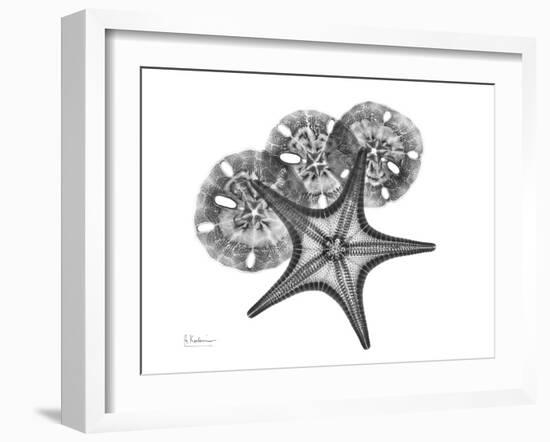 Starfish and Sand Dollar-Albert Koetsier-Framed Art Print