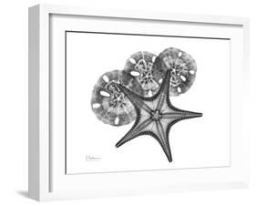 Starfish and Sand Dollar-Albert Koetsier-Framed Art Print