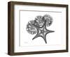 Starfish and Sand Dollar-Albert Koetsier-Framed Art Print