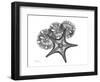 Starfish and Sand Dollar-Albert Koetsier-Framed Art Print