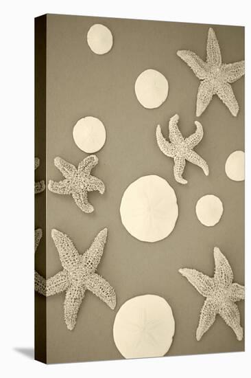 Starfish and Sand Dollars II-Karyn Millet-Stretched Canvas