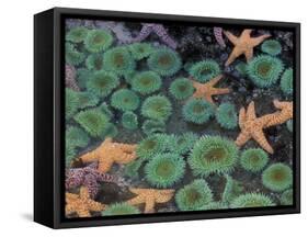 Starfish and Sea Anemones in Tidepool, Olympic National Park, Washington, USA-Darrell Gulin-Framed Stretched Canvas