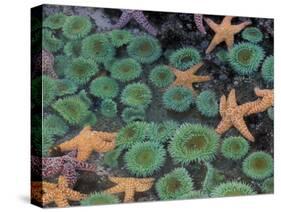 Starfish and Sea Anemones in Tidepool, Olympic National Park, Washington, USA-Darrell Gulin-Stretched Canvas