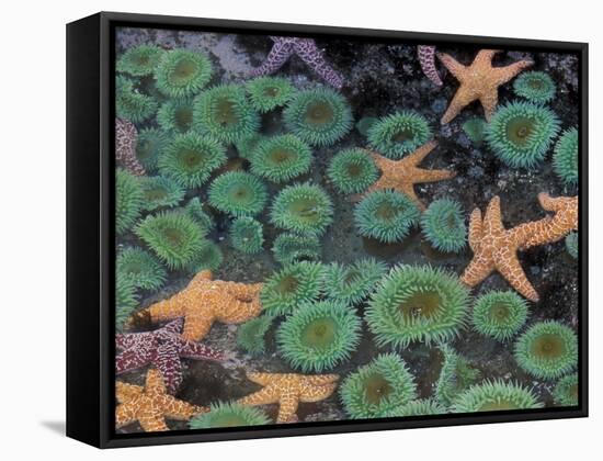 Starfish and Sea Anemones in Tidepool, Olympic National Park, Washington, USA-Darrell Gulin-Framed Stretched Canvas