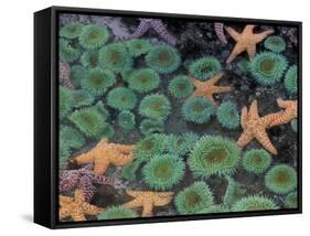 Starfish and Sea Anemones in Tidepool, Olympic National Park, Washington, USA-Darrell Gulin-Framed Stretched Canvas