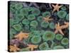 Starfish and Sea Anemones in Tidepool, Olympic National Park, Washington, USA-Darrell Gulin-Stretched Canvas