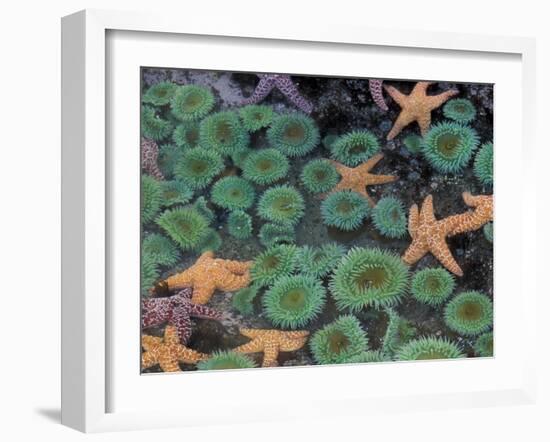 Starfish and Sea Anemones in Tidepool, Olympic National Park, Washington, USA-Darrell Gulin-Framed Photographic Print