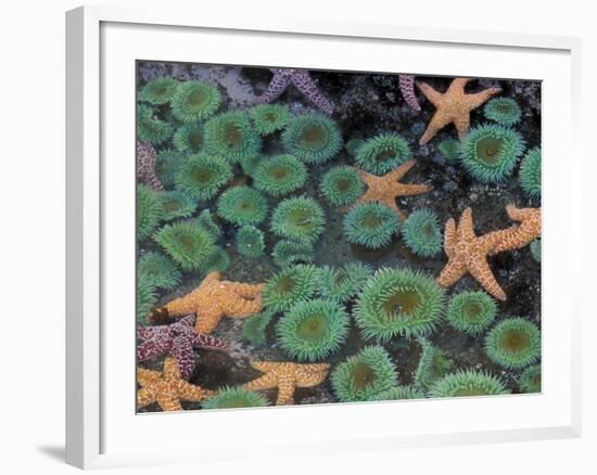 Starfish and Sea Anemones in Tidepool, Olympic National Park, Washington, USA-Darrell Gulin-Framed Photographic Print