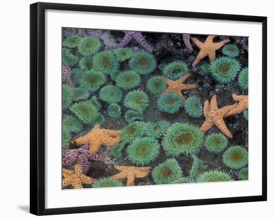 Starfish and Sea Anemones in Tidepool, Olympic National Park, Washington, USA-Darrell Gulin-Framed Photographic Print