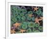 Starfish and Sea Anemones in Tidepool, Olympic National Park, Washington, USA-Darrell Gulin-Framed Photographic Print