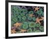 Starfish and Sea Anemones in Tidepool, Olympic National Park, Washington, USA-Darrell Gulin-Framed Photographic Print