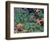 Starfish and Sea Anemones in Tidepool, Olympic National Park, Washington, USA-Darrell Gulin-Framed Photographic Print