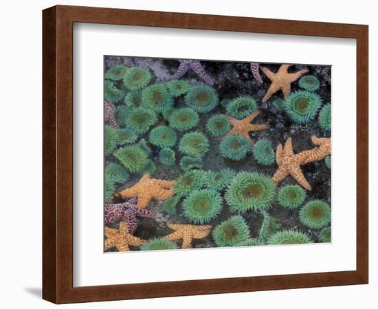 Starfish and Sea Anemones in Tidepool, Olympic National Park, Washington, USA-Darrell Gulin-Framed Photographic Print