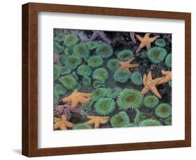 Starfish and Sea Anemones in Tidepool, Olympic National Park, Washington, USA-Darrell Gulin-Framed Photographic Print