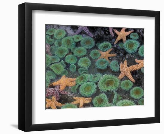 Starfish and Sea Anemones in Tidepool, Olympic National Park, Washington, USA-Darrell Gulin-Framed Photographic Print