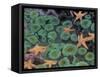 Starfish and Sea Anemones in Tidepool, Olympic National Park, Washington, USA-Darrell Gulin-Framed Stretched Canvas