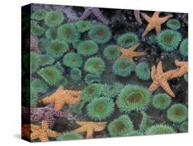 Starfish and Sea Anemones in Tidepool, Olympic National Park, Washington, USA-Darrell Gulin-Stretched Canvas