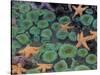 Starfish and Sea Anemones in Tidepool, Olympic National Park, Washington, USA-Darrell Gulin-Stretched Canvas