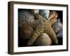 Starfish and Sea Shells-George Oze-Framed Photographic Print