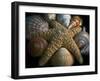 Starfish and Sea Shells-George Oze-Framed Photographic Print