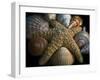 Starfish and Sea Shells-George Oze-Framed Photographic Print