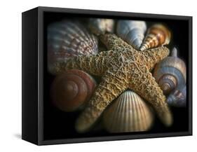 Starfish and Sea Shells-George Oze-Framed Stretched Canvas