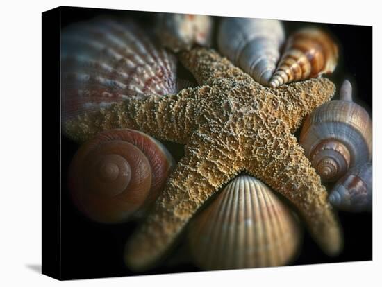 Starfish and Sea Shells-George Oze-Stretched Canvas