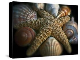 Starfish and Sea Shells-George Oze-Stretched Canvas