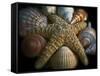 Starfish and Sea Shells-George Oze-Framed Stretched Canvas