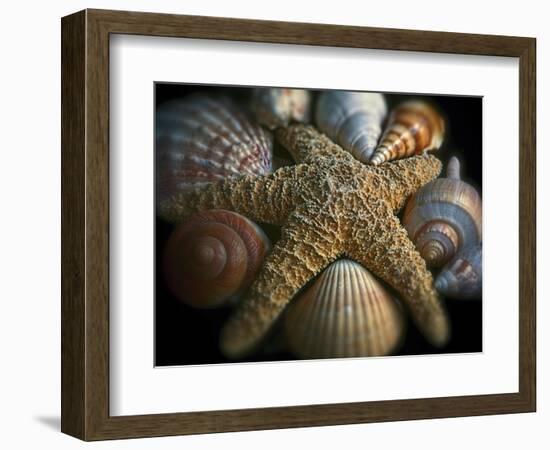 Starfish and Sea Shells-George Oze-Framed Photographic Print