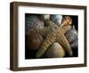 Starfish and Sea Shells-George Oze-Framed Photographic Print