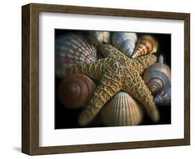 Starfish and Sea Shells-George Oze-Framed Photographic Print