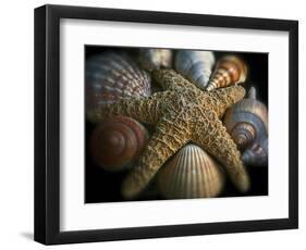 Starfish and Sea Shells-George Oze-Framed Photographic Print