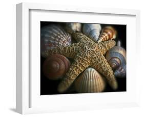 Starfish and Sea Shells-George Oze-Framed Photographic Print