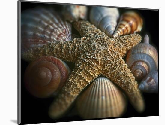 Starfish and Sea Shells-George Oze-Mounted Photographic Print