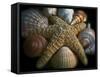 Starfish and Sea Shells-George Oze-Framed Stretched Canvas