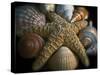 Starfish and Sea Shells-George Oze-Stretched Canvas