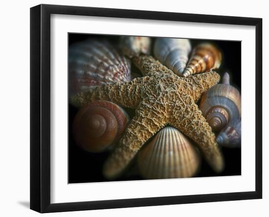 Starfish and Sea Shells-George Oze-Framed Premium Photographic Print