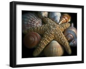 Starfish and Sea Shells-George Oze-Framed Premium Photographic Print