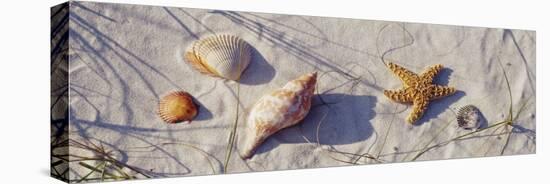 Starfish and Seashells on the Beach, Dauphin Island, Alabama, USA-null-Stretched Canvas