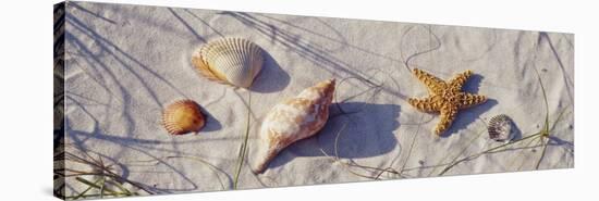 Starfish and Seashells on the Beach, Dauphin Island, Alabama, USA-null-Stretched Canvas