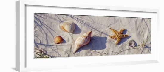 Starfish and Seashells on the Beach, Dauphin Island, Alabama, USA-null-Framed Photographic Print