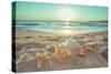 Starfish and Shells on the Beach at Sunrise-Deyan Georgiev-Stretched Canvas