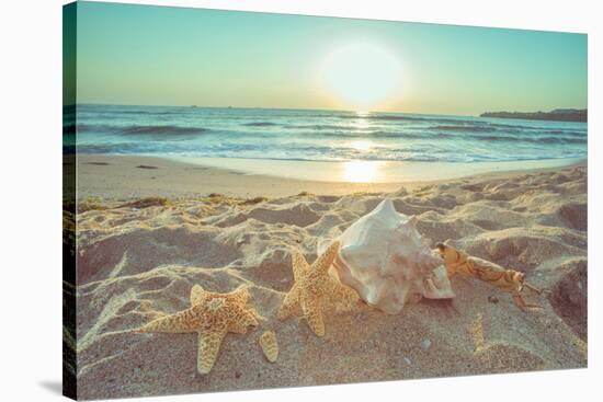 Starfish and Shells on the Beach at Sunrise-Deyan Georgiev-Stretched Canvas