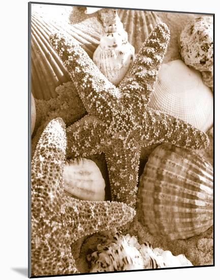 Starfish and Shells-null-Mounted Art Print