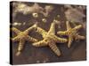 Starfish and Surf at Sunset, Maui, Hawaii, USA-Darrell Gulin-Stretched Canvas